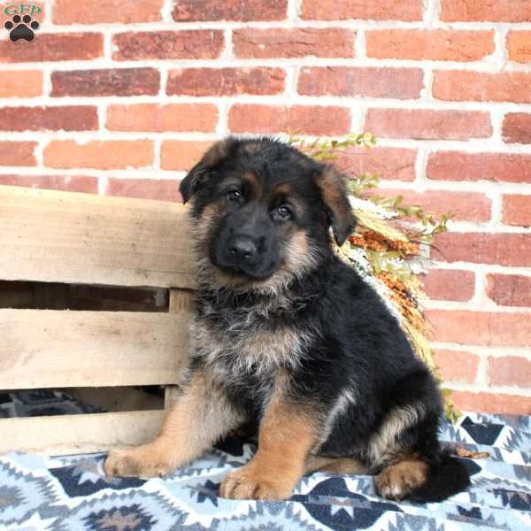 Lawson, German Shepherd Puppy