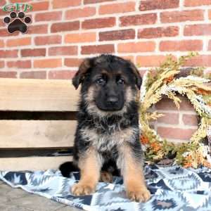 Lawson, German Shepherd Puppy