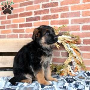 Lawson, German Shepherd Puppy