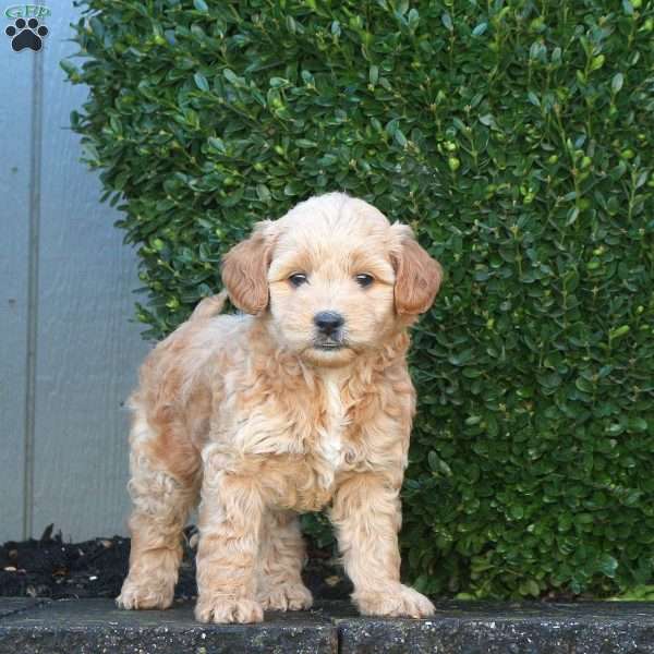 Layla, Mini Goldendoodle Puppy