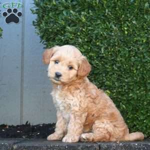 Layla, Mini Goldendoodle Puppy