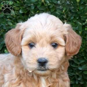 Layla, Mini Goldendoodle Puppy