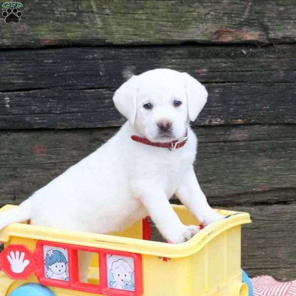 Leah, Yellow Labrador Retriever Puppy