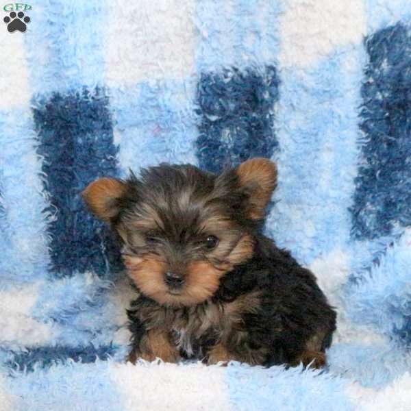 Lee, Yorkie Puppy