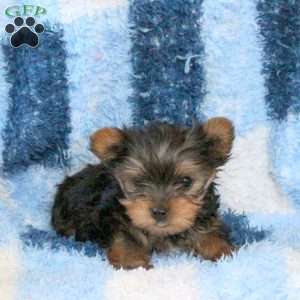 Lee, Yorkie Puppy