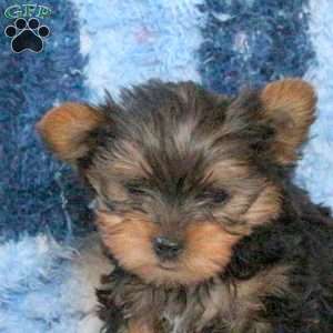 Lee, Yorkie Puppy