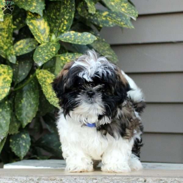 Lee, Shih Tzu Puppy