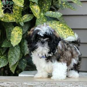 Lee, Shih Tzu Puppy