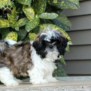 Lee, Shih Tzu Puppy