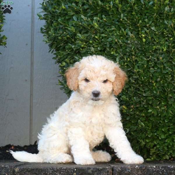 Lennon, Mini Goldendoodle Puppy