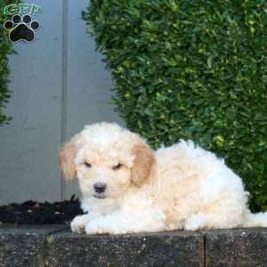 Lennon, Mini Goldendoodle Puppy