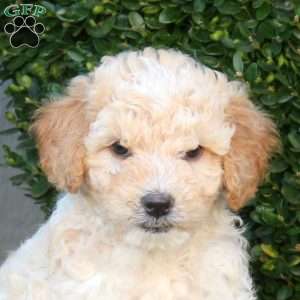 Lennon, Mini Goldendoodle Puppy