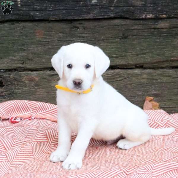 Leo, Yellow Labrador Retriever Puppy