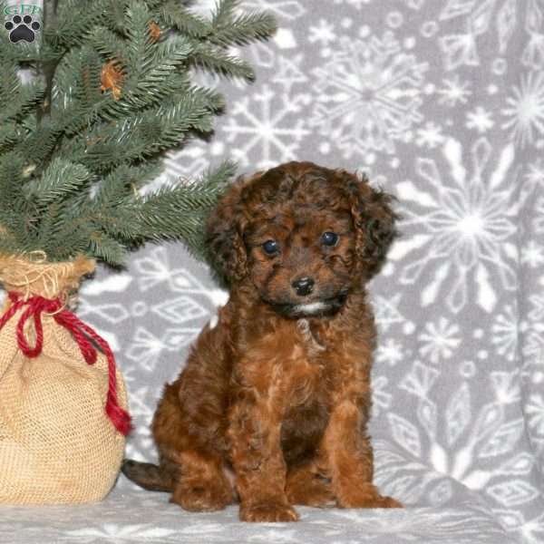 Leo, Cavapoo Puppy