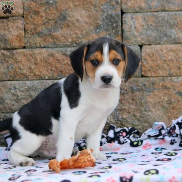 Leo, Beagle Puppy