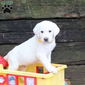 Leo, Yellow Labrador Retriever Puppy