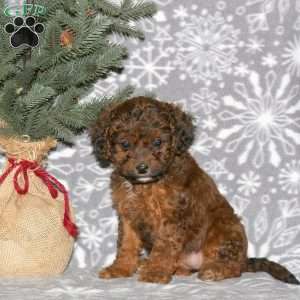 Leo, Cavapoo Puppy