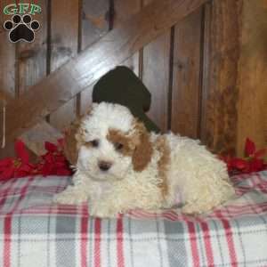 Leo, Miniature Poodle Puppy