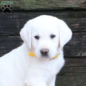 Leo, Yellow Labrador Retriever Puppy