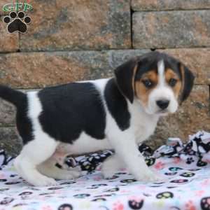 Leo, Beagle Puppy