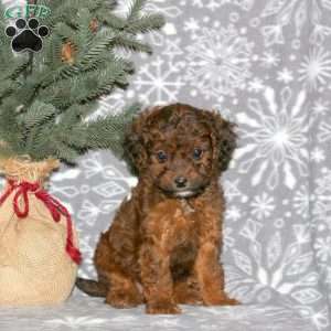 Leo, Cavapoo Puppy