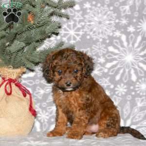 Leo, Cavapoo Puppy