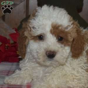 Leo, Miniature Poodle Puppy