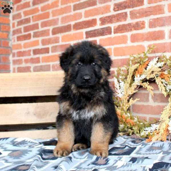 Leo, German Shepherd Puppy