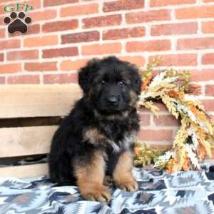 Leo, German Shepherd Puppy