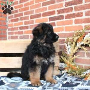 Leo, German Shepherd Puppy