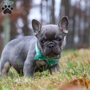 Leonard, French Bulldog Puppy