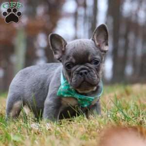 Leonard, French Bulldog Puppy