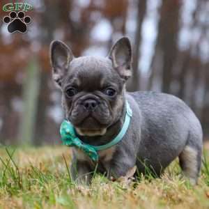 Leonard, French Bulldog Puppy