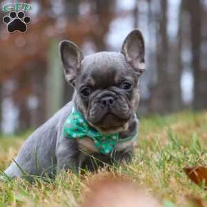 Leonard, French Bulldog Puppy