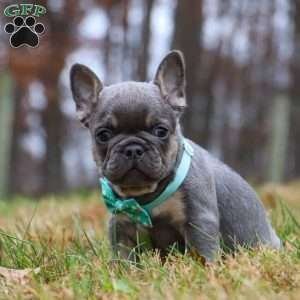 Leonard, French Bulldog Puppy