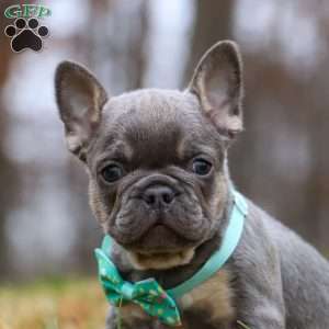 Leonard, French Bulldog Puppy