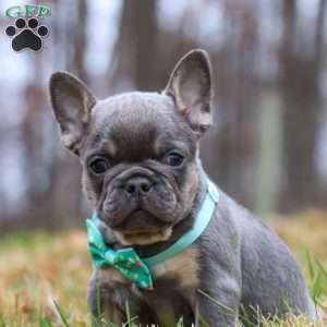 Leonard, French Bulldog Puppy