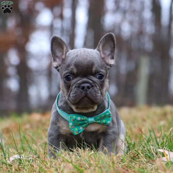 Leonard, French Bulldog Puppy