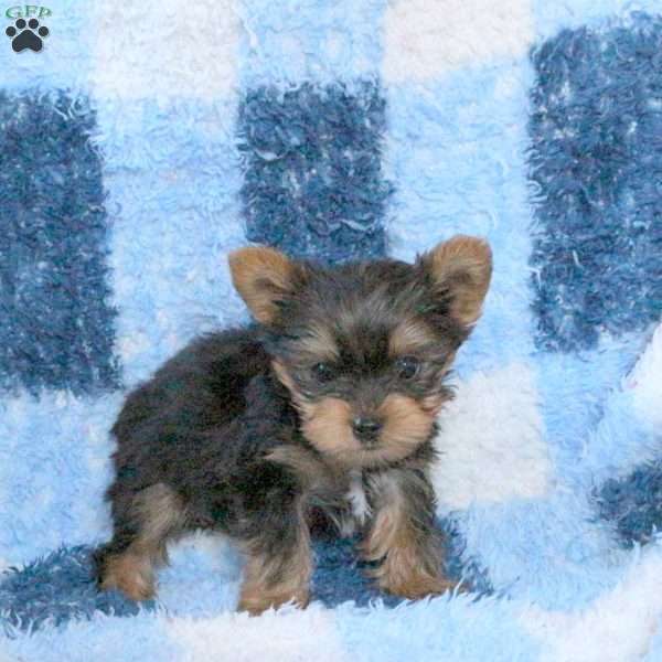 Levi, Yorkie Puppy