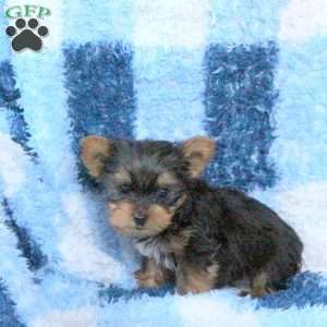 Levi, Yorkie Puppy