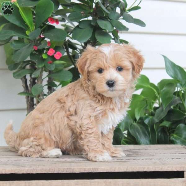 Lewis, Maltipoo Puppy