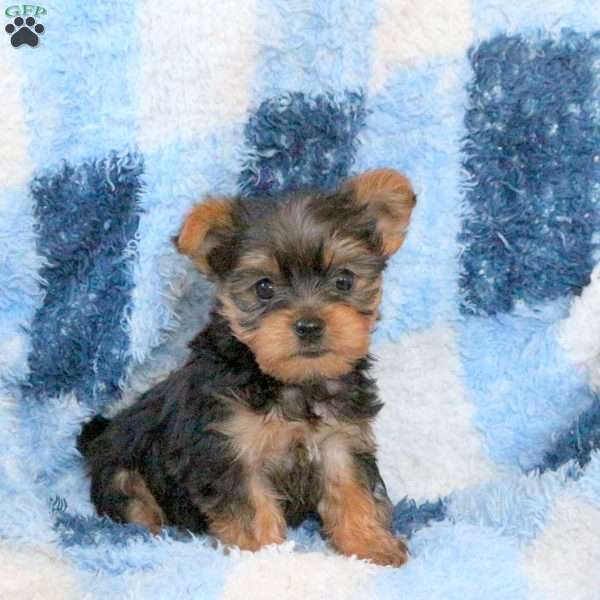 Liam, Yorkie Puppy