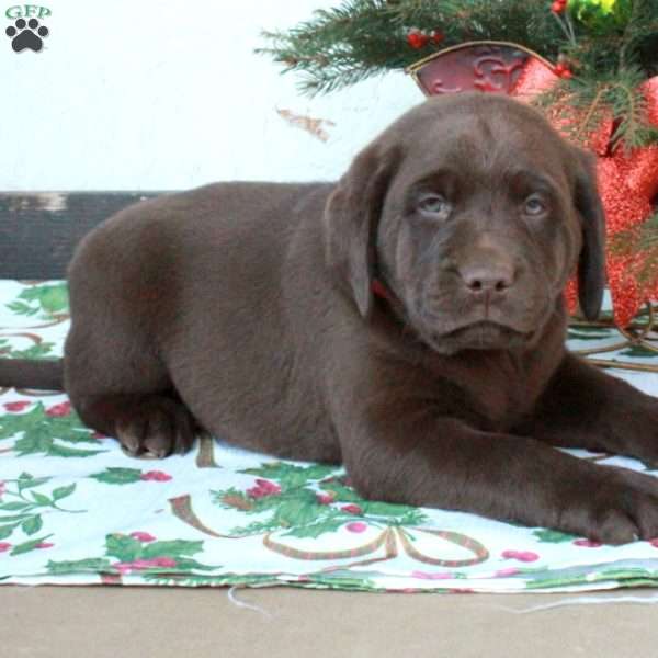 Liam, Chocolate Labrador Retriever Puppy