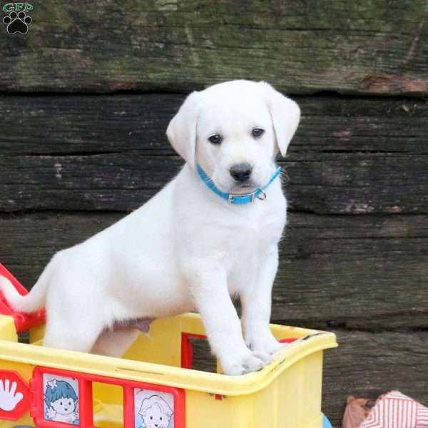 Liam, Yellow Labrador Retriever Puppy