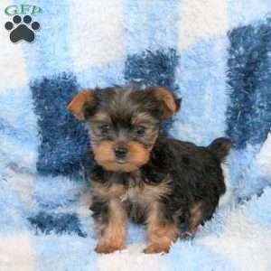 Liam, Yorkie Puppy