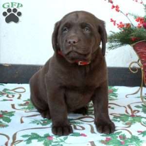 Liam, Chocolate Labrador Retriever Puppy