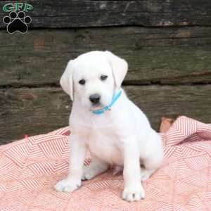 Liam, Yellow Labrador Retriever Puppy