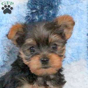 Liam, Yorkie Puppy