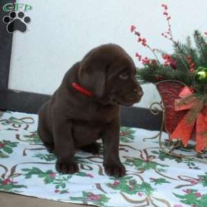 Liam, Chocolate Labrador Retriever Puppy