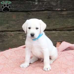 Liam, Yellow Labrador Retriever Puppy